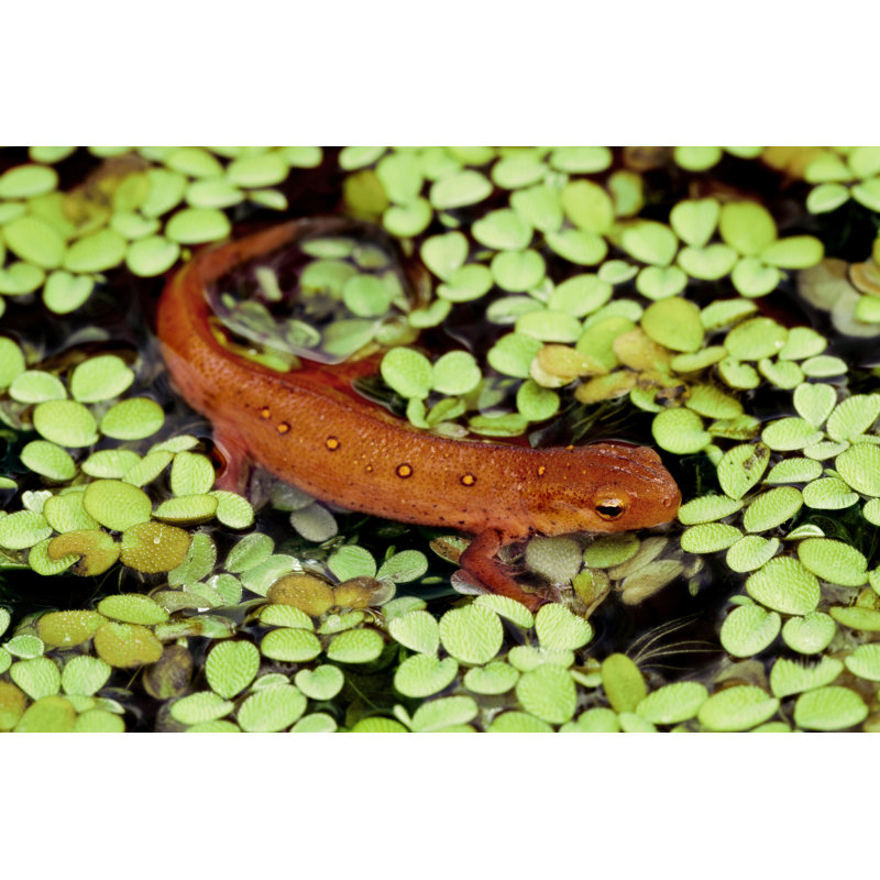 Newt In Pond by Mark Kostich - No Frame Art Prints on Canvas, 20cm H x 30cm W