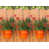 Tangerine / brun est en rupture de stock