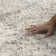 Verna Argyle Area Rug