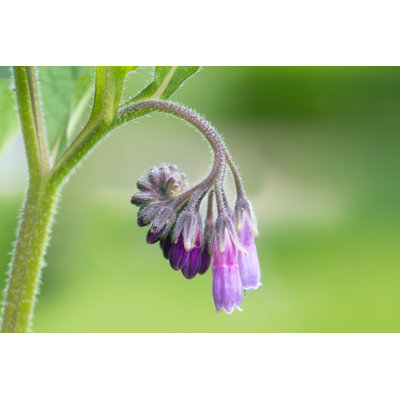Common Comfrey by Fermate - Wrapped Canvas Print