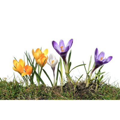 Crocus Macro on Grass by Romaoslo