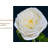 Rose Arrangement-1472475253