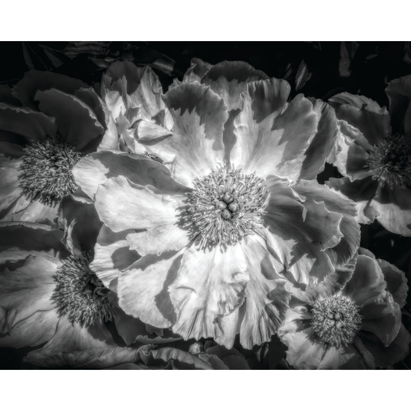 Moody American Peonies 24x36