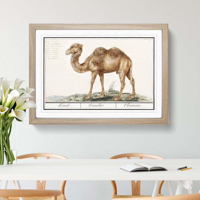 Camel by A.B. De Boodt - Picture Frame Painting Print, Oak Framed, 36cm H x 48cm W x 2cm D