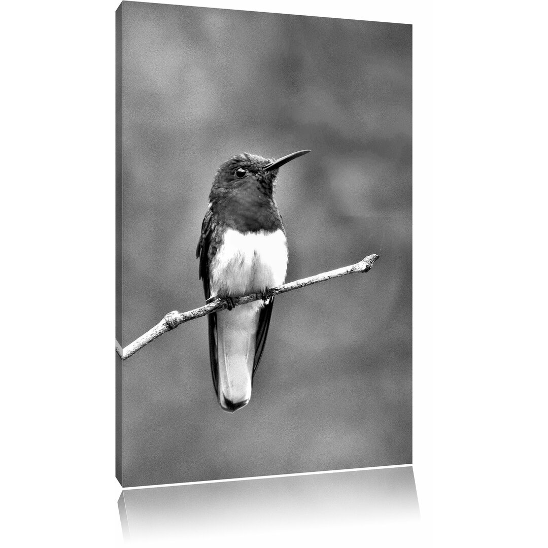 Leinwandbild Kleiner farbenfroher Vogel in Monochrom