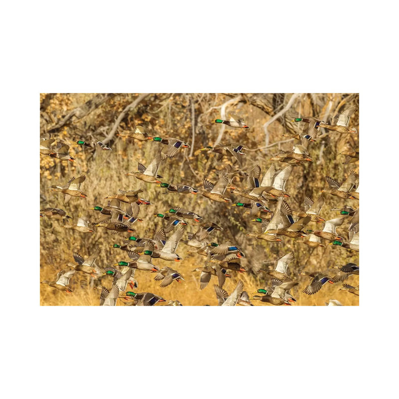 USA, New Mexico, Bosque Del Apache National Wildlife Refuge. Mallard Duck Flock Flying. by Jaynes Gallery - Wrapped Canvas Gallery-Wrapped Canvas Giclée