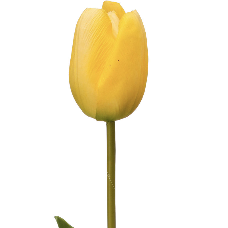 Tulipe Holland 23 "Just Cut, Jaune