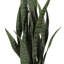 Plante de serpent artificielle Sansevieria en pot-1492571405