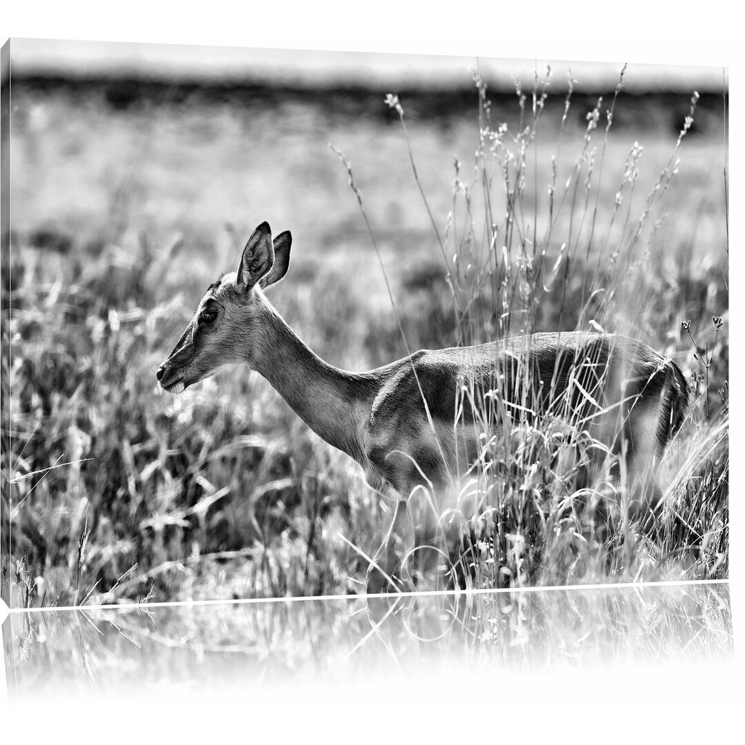 Leinwandbild Gazelle im hohen Gras in Monochrom