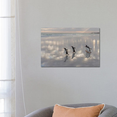 Gentoo Penguin on the Sandy Beach of Volunteer Point, Falkland Islands 1 Piece Wrapped Canvas Wall Art