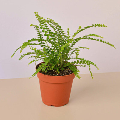 House Plant Shop Live Fern Plant in Ceramic Planter