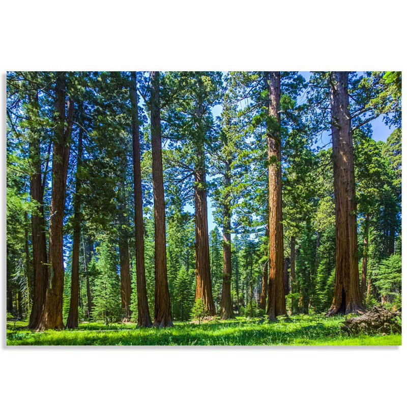 Forest09, 100" L x 144" W