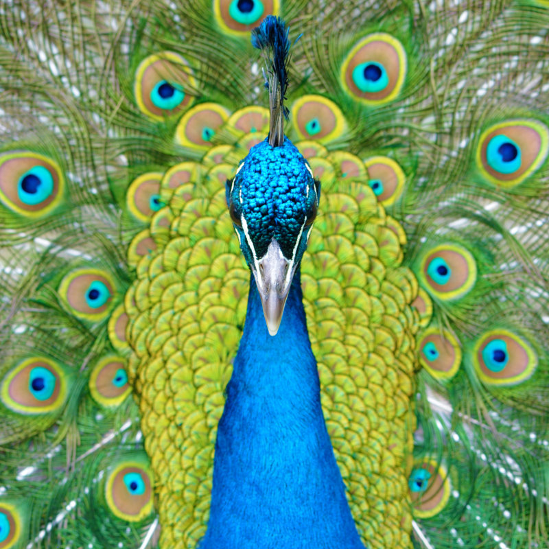 Peacock by BreatheFitness - Wrapped Canvas Print, 51cm H x 51cm W