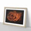 Orange Rose - Picture Frame Graphic Art Print-56861794-56861796