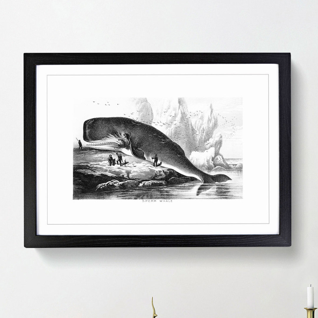 Hunted Sperm Whale by John Karst - Framed Print