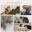 Tour pour arbre à chat murale multi-niveaux