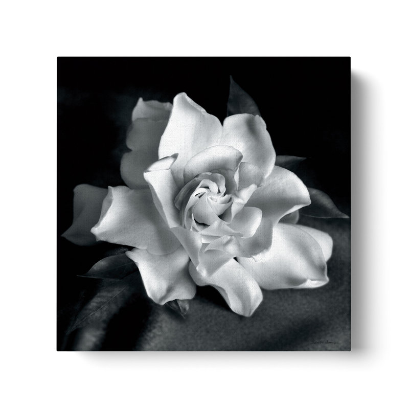 "Gardenia" par Debra VanS vêtementsingen, photographie de fleur sur toile tendue, H 14 po x l 14 po x P 2 po, Toile tendue
