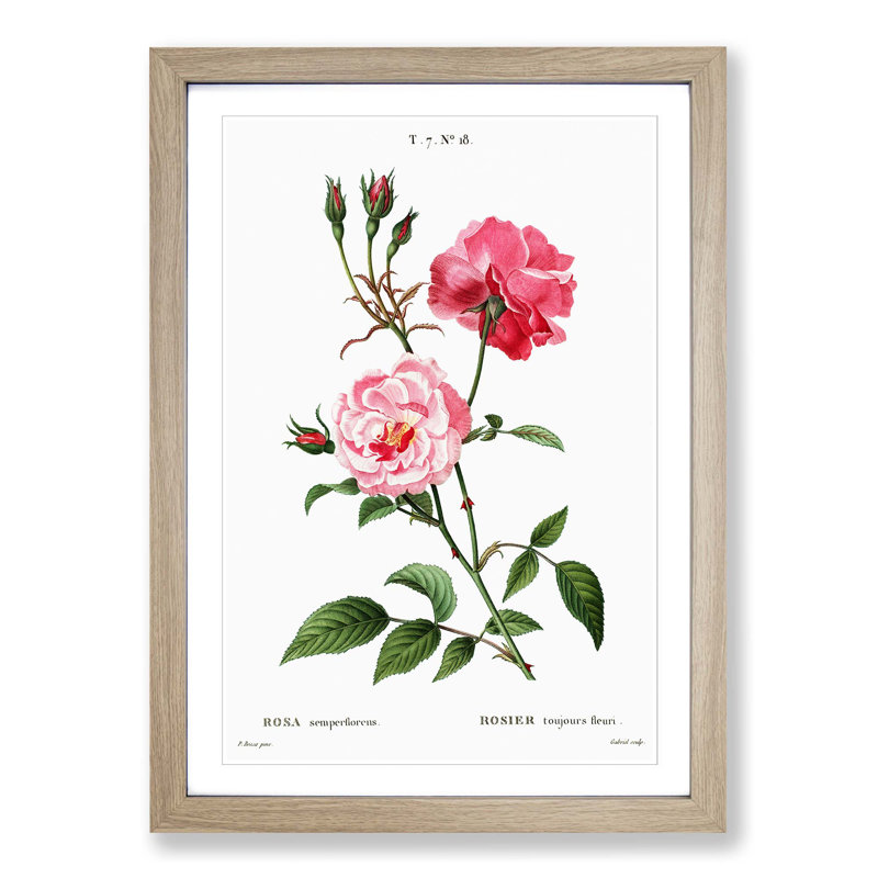 Ever-blowing Pink Roses by Pierre-Joseph Redoute - Picture Frame Painting Print, 65cm H x 48cm W x 2cm D, Oak Framed