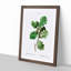 Oak Tree by Pierre-Joseph Redoute - Picture Frame Painting Print-55576960-55576962