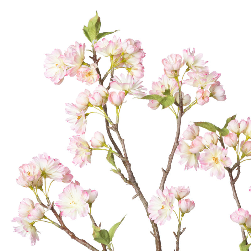 Branche de cerisier en fleurs