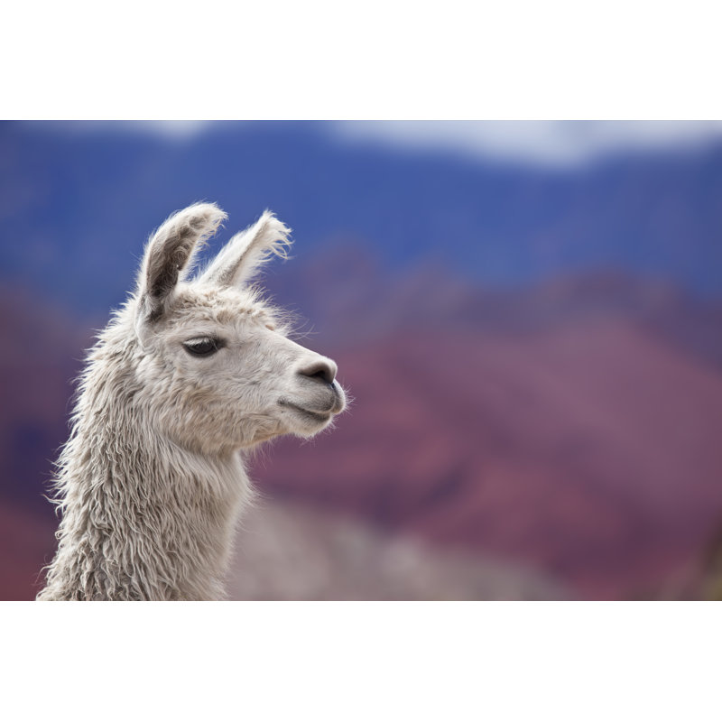 White Llama by Grafissimo - Wrapped Canvas Print, 81cm H x 122cm W x 3.8cm D