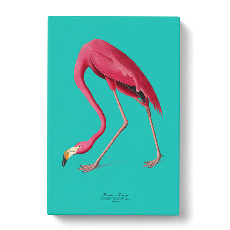 Flamingo in Teal by John Audubon - Wrapped Canvas, 50cm H x 35cm W x 3cm D