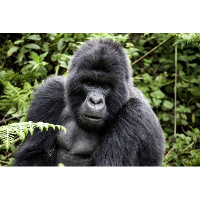 Gorilla Portrait - Wrapped Canvas Print, 81cm H x 122cm W x 3.8cm D