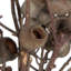 Bellgum Plant
