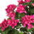 34'' Faux Flowering Topiary in Wood Basket