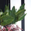 Strelitzia Leaf Stem