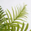 Areca 53cm Plant