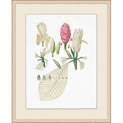 Buds And Leaves Illustration Print by Lillian August