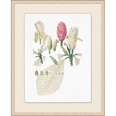 Illustration de bourgeons et de feuilles
