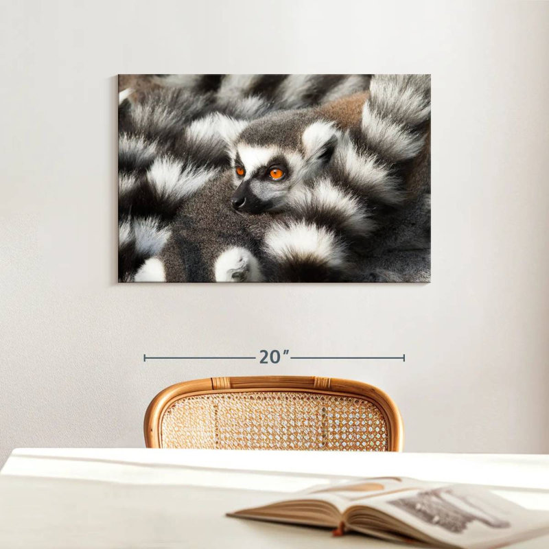 Crowle Ring-Tailed Lemur, 16" H x 24" W
