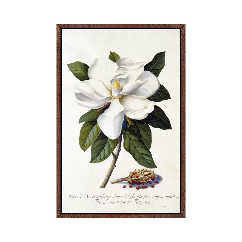 Magnolia Grandiflora, C.1743 1 Piece Painting on Canvas, 66.04 cm H x 45.72 cm W, Classic Brown Wood Framed