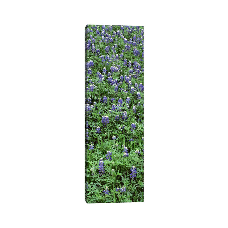 High Angle View Of Plants, Bluebonnets, Austin, Texas, USA - Wrapped Canvas Panoramic Print, 182.88 cm H x 60.96 cm W