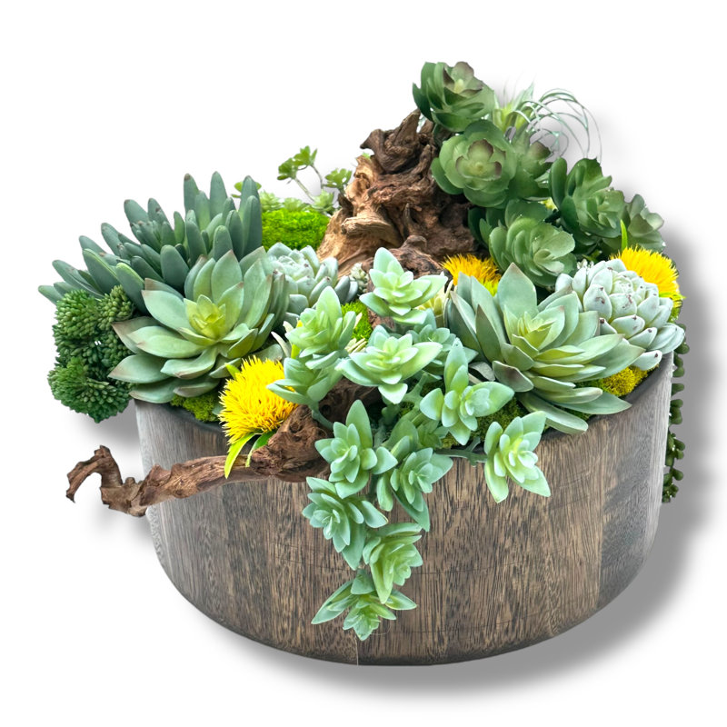 Conception succulente dans un vase circulaire en bois brun foncé