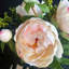 Faux peony arrangement in vase-768437885