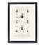 Beetle Illustrations PL.1 by Charles D'Orbigny - Single Picture Frame Print-55543791-55543790