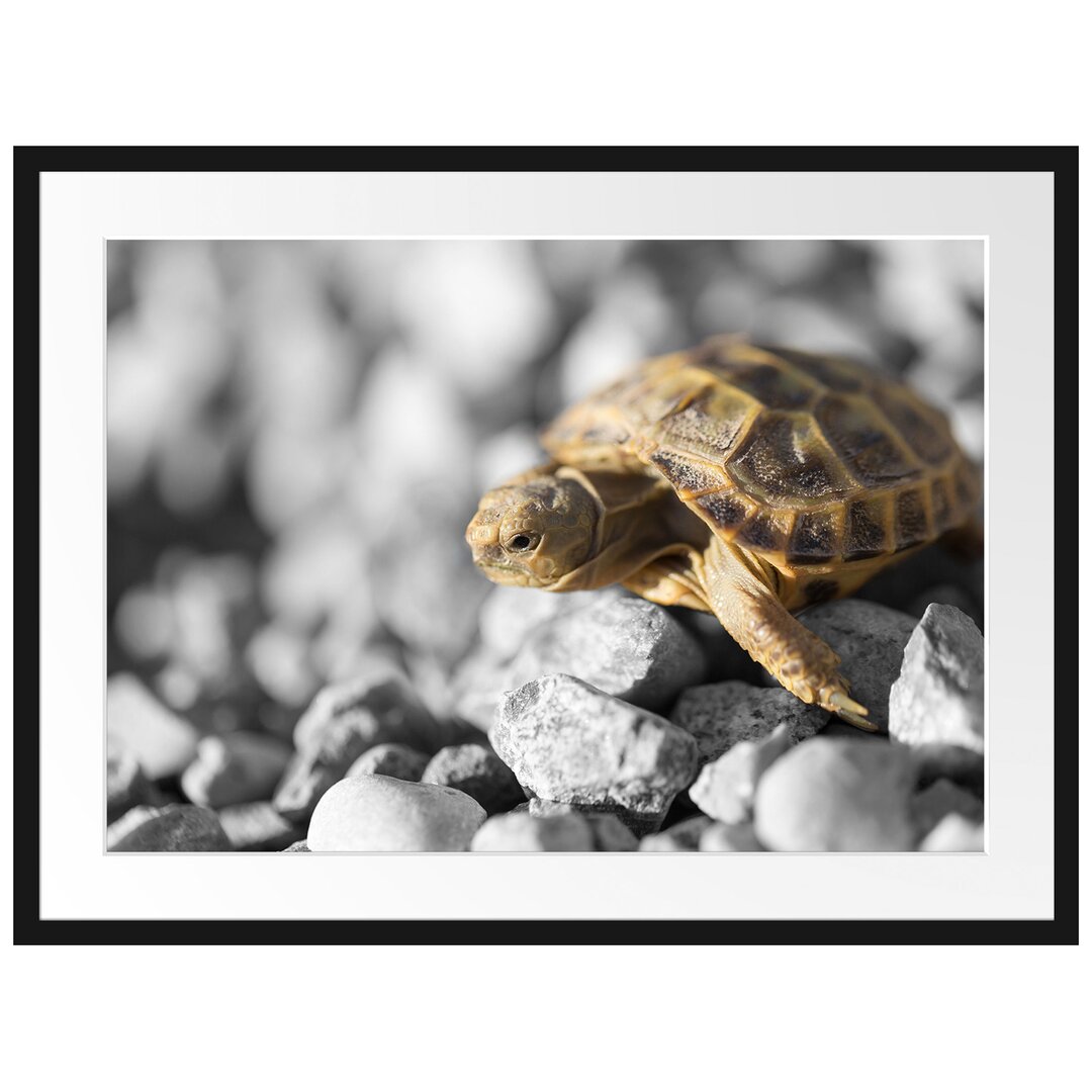 Gerahmtes Poster Süße Schildkröte auf Steinen