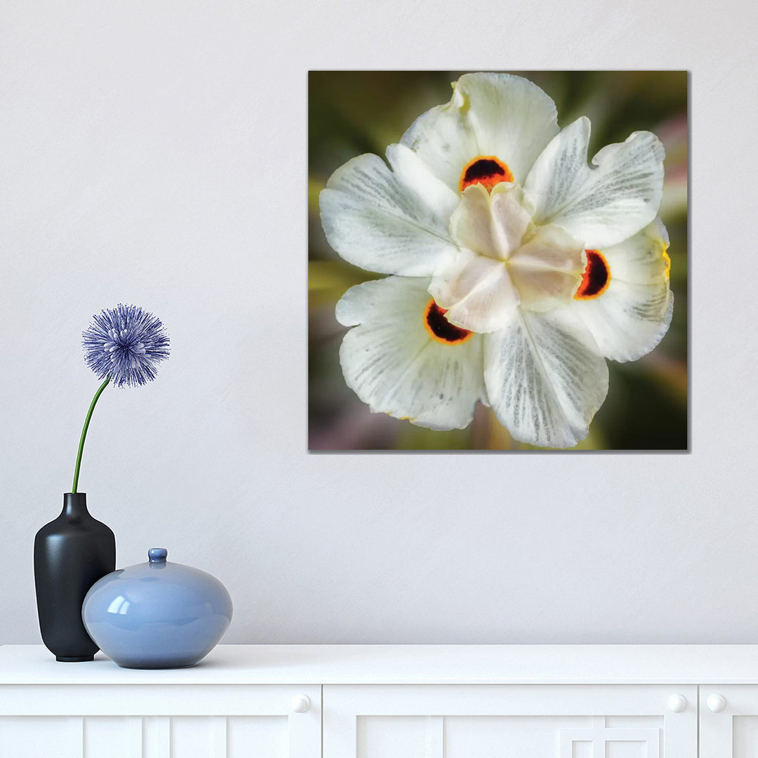 Close Up Of A White Flower by Glauco Meneghelli - Wrapped Canvas Print