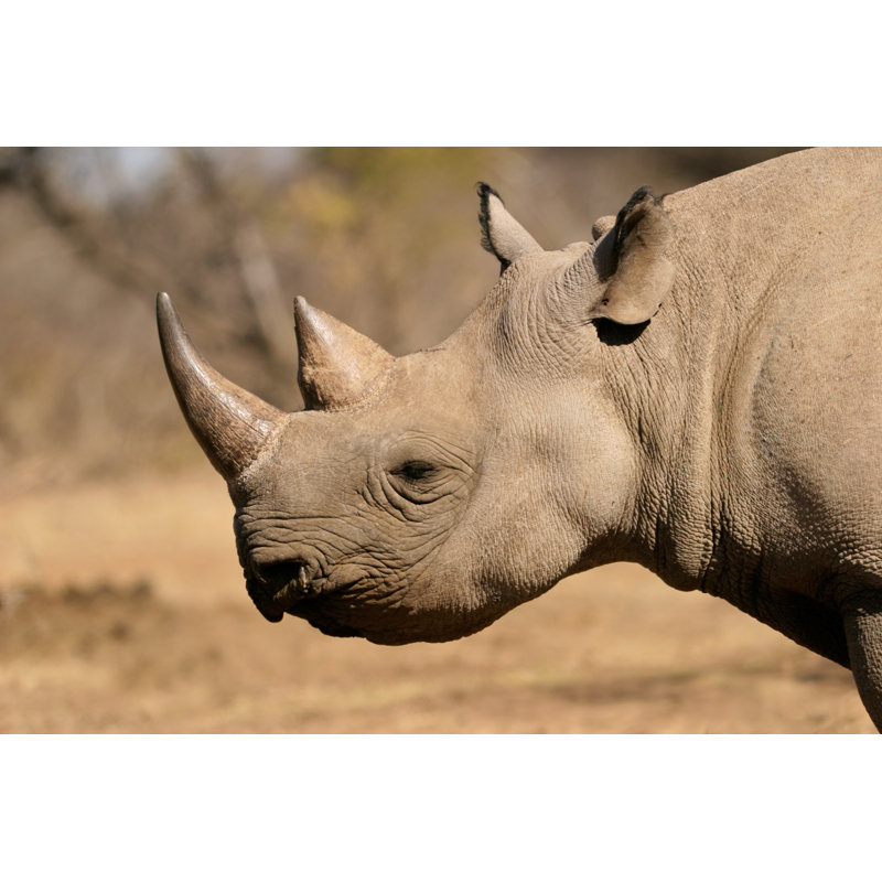 Black Rhino - Wrapped Canvas Print, 30cm H x 46cm W x 3.8cm D