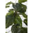 Panama Foliage Tree in Planter