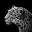 «Leopard I», reproduction de photo sur toile-29172243-72782606-72782611