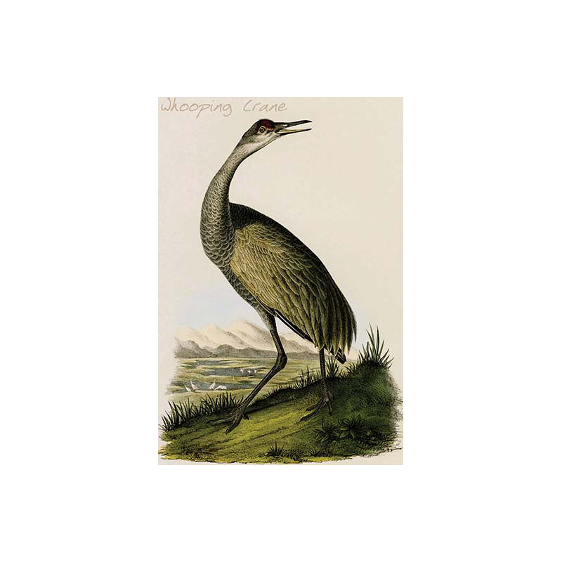 Crane whooping-impression d’art graphique, H 66 po x l 44 po x P 1,5 po