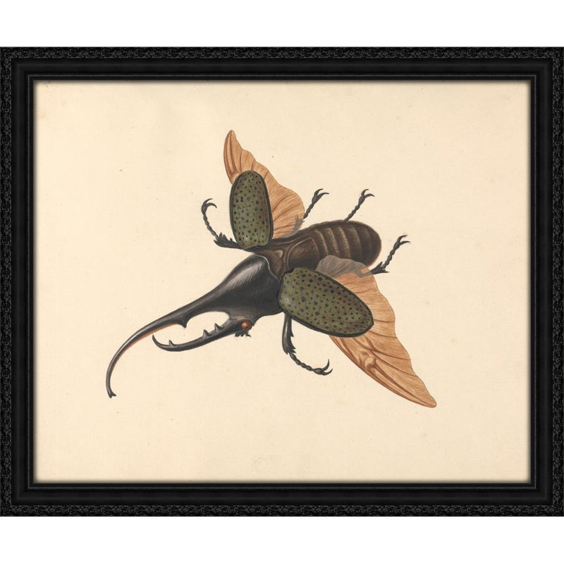 Hercules Beetle (ca. 1758)