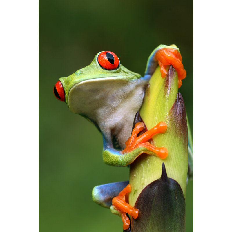 Red Eyed Tree Frog by Mark Kostich - Wrapped Canvas Print, 91cm H x 61cm W