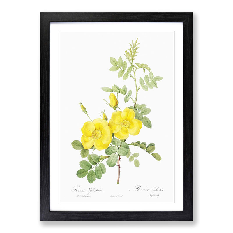 Sweetbriar Roses in Yellow by Pierre-Joseph Redoute - Picture Frame Art Prints, Black Framed, 36cm H x 27cm W x 2cm D