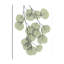 « descending eucalyptus 2 », impression sur toile tendue-23604541
