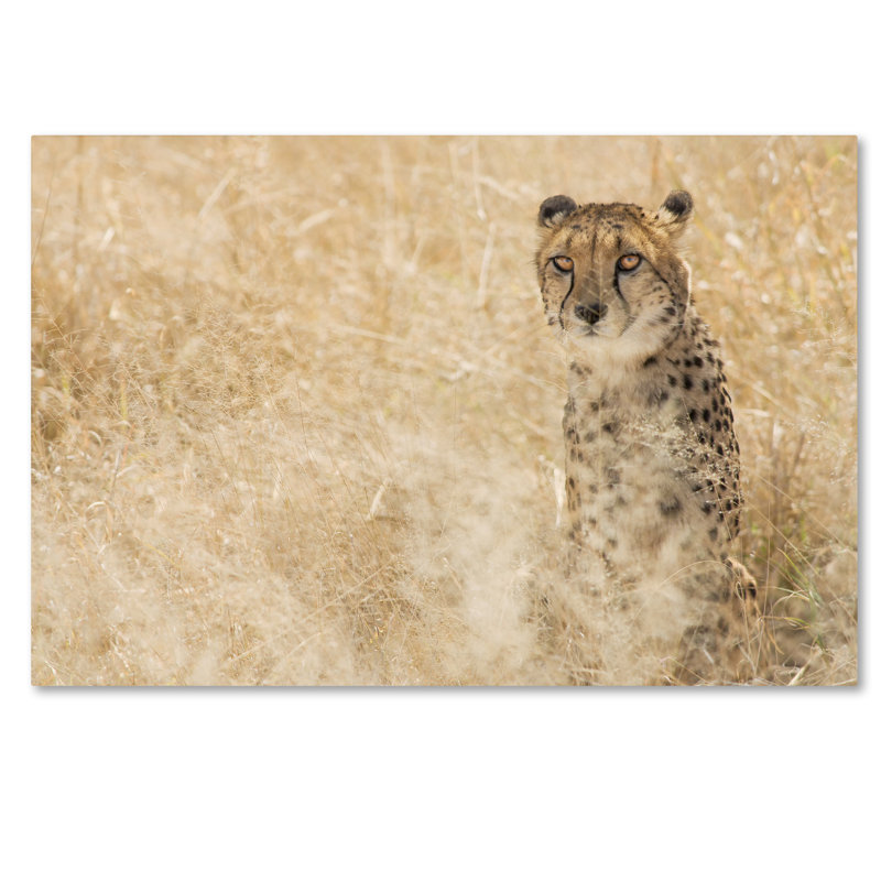 Ann "Cheetahs", reproduction de photo sur toile tendue, H 22 po x l 32 po